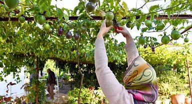 Passiflora üreticilerinin hasat sevinci