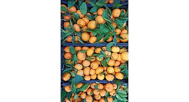 Seferihisar Belediyesi'nden depremzedelere 15 ton mandalina 