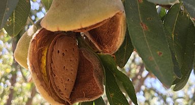 Bademde büyük yatırım