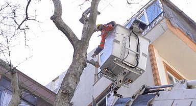 Balıkesir Bandırma'da ağaçlara bakım
