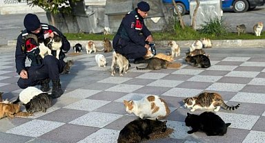 Balıkesir'de jandarmadan sokak hayvanlarına mama