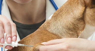 Ev hayvanlarının kayıt altına alınması için son tarih 30 Haziran