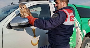 Nesli tehlike altında olan baykuş koruma altına aldı