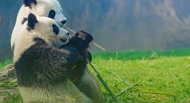 Sevgiyi 'doğayla koruma' çağrısı