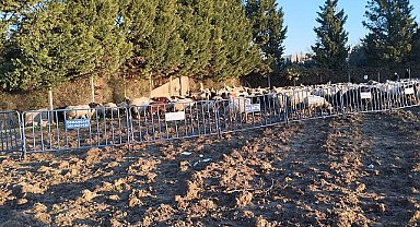 Tarım arazilerine zarar veren koyunlara zabıta müdahale etti