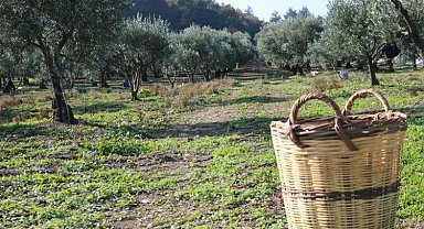 Zeytin üreticisine ürün bedellerinin yarısı yatırılıyor