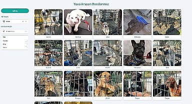 Beylikdüzü Belediyesi, toplumda öncülük etmek ve farkındalık oluşturmak için ilçe sınırları içinde yaşayan sahipsiz sokak hayvanlarını sahiplendirmek için çalışmaları online ortama taşıdı