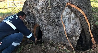 Büyükşehir'den 100 yıllık çınara tedavi