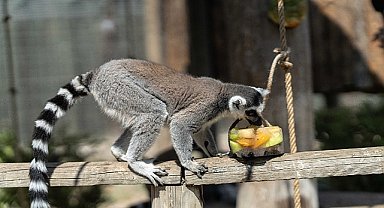 Doğal Yaşam Parkı'na pazartesi molası