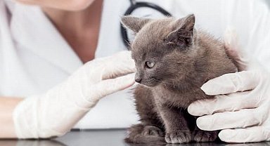 İşte 2024 yılı kedi-köpek muayene, kısırlaştırma ve aşı ücretleri…