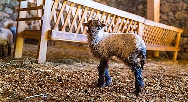 Kaçeli koyunlarının ilk yavruları Olivelo'da gözlerini açtı 