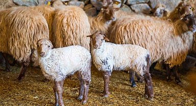 Kaçeli'nin nesli tükenmeyecek