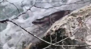 Kastamonu'da su samuru kayıt altına alındı