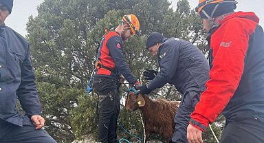 Kayalıklarda mahsur kalan hayvanı Jandarma ve AFAD ekipleri kurtardı