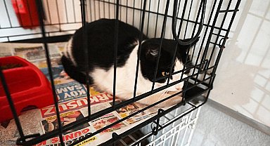 Kemer'de ocak ayında 229 hayvan kısırlaştırıldı