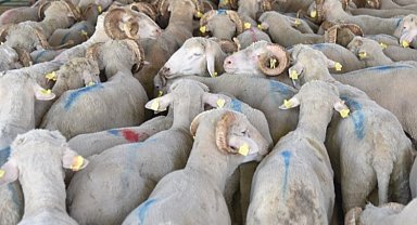 Manisa'da üreticilere koç desteği