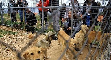 Muğla'da Geçici Hayvan Bakımevi'ne ziyaretçi akını