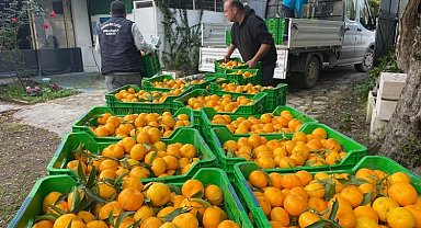 Muğla'da üreticiden mandalin alımı sürüyor