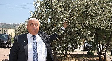 Sofralık zeytin ihracatı döviz bazında yüzde 52 arttı