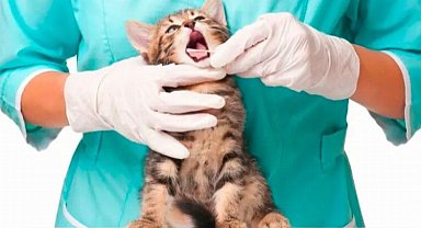 Sokak hayvanları ücretli mi tedavi ettiriliyor?