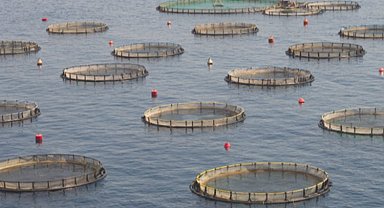 Su ürünleri yetiştiriciliğine 125,3 milyon TL'lik destek