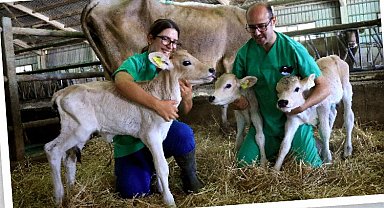 Tarım'da aşılanan kuzu ve oğlağa da destek