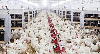 Tavuk yumurtası üretimi artarken, tavuk-hindi eti üretimi azaldı