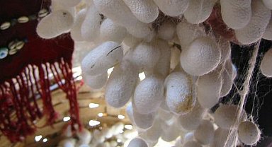 Yaş ipek kozası üretimi arttı