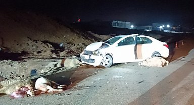 Bilecik'te hayvan sürüsüne çarptı! 6 koyun telef, çoban yaralı!