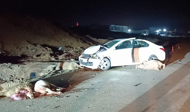 Bilecik'te hayvan sürüsüne çarptı! 6 koyun telef, çoban yaralı!