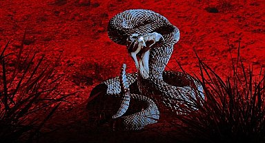 'Bir Şey Beni Isırdı: Zehirli Karşılaşmalar Özel' 30 Mart Cumartesi Günü 20.00'de National Geographic WILD Ekranlarında!