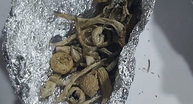 Bursa Mudanya'da 'Sihirli Mantar'a 1 gözaltı!