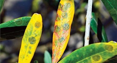 Bursa Mudanya'da zeytin üreticilerine 'halkalı leke' uyarısı