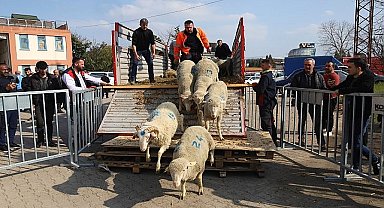 Büyükşehir'den 2. etap damızlık koç dağıtımı