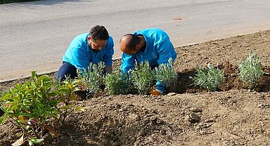 Büyükşehir, refüjleri ağaçlandırıyor