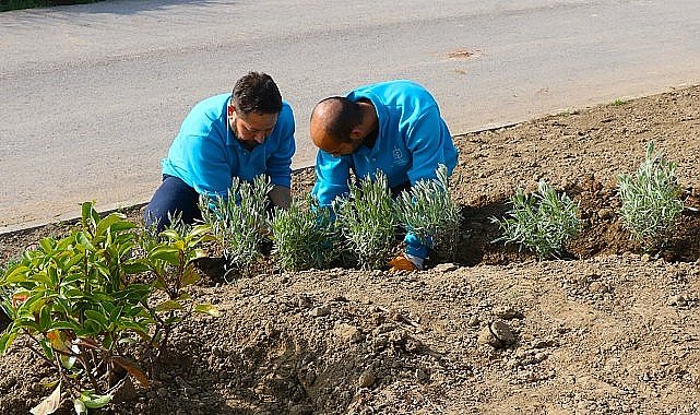 Büyükşehir, refüjleri ağaçlandırıyor