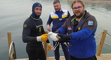 Dikkatli dalgıç martıyı kurtardı