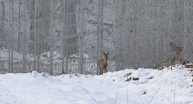 DOKU Derneği'nden 'Dünya Yaban Hayatı Günü' mesajı