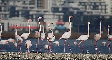 İzmir'in doğasını yok edecek seçim vaadine tepki: Körfez Geçiş Projesi yok etmenin reçetesidir.