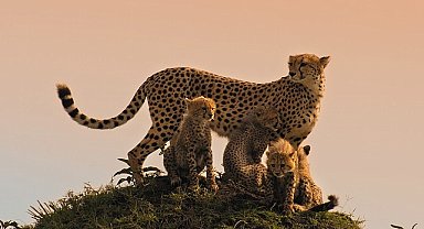 Memeli Canlıların İlham Verici Hikayeleri BBC Earth'te