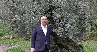 Mudanya Belediyesi'nden Tirilye Zeytini İçin Coğrafi İşaret Başvurusu