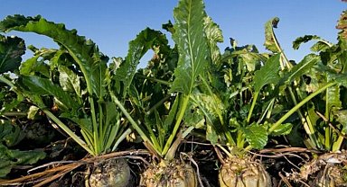 Tokatlı pancar çiftçisi öfkeli