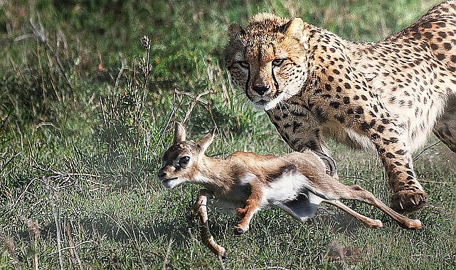 3 Bölümlük 'Yırtıcılar ve Avları' National Geographic WILD Ekranlarında Başlıyor!