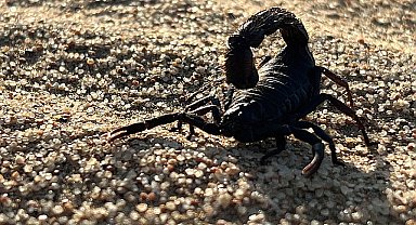 'Afrika'nın Ölümcül Avcıları: Beklenmedik Katiller Özel' National Geographic WILD Ekranlarında!