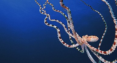 'Ahtapotların Gizemli Dünyası' 22 Nisan Pazartesi Günü Art Arda 3 Bölümüyle National Geographic WILD Ekranlarında!