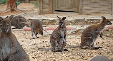 Büyükşehir Doğal Yaşam Parkı'nda bahar sevinci