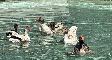 Edremit'in ördekli parkı geri geldi