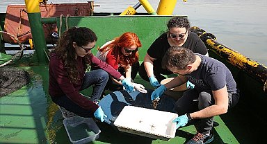 İzmit Körfezi'nde biyoçeşitlilik araştırması sürüyor
