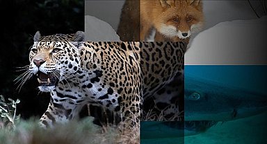 'Muhteşem Yırtıcılar Özel' 27 Nisan Cumartesi Günü 20.00'de National Geographic WILD Ekranlarında!