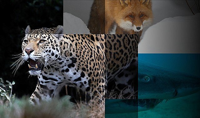 'Muhteşem Yırtıcılar Özel' 27 Nisan Cumartesi Günü 20.00'de National Geographic WILD Ekranlarında!